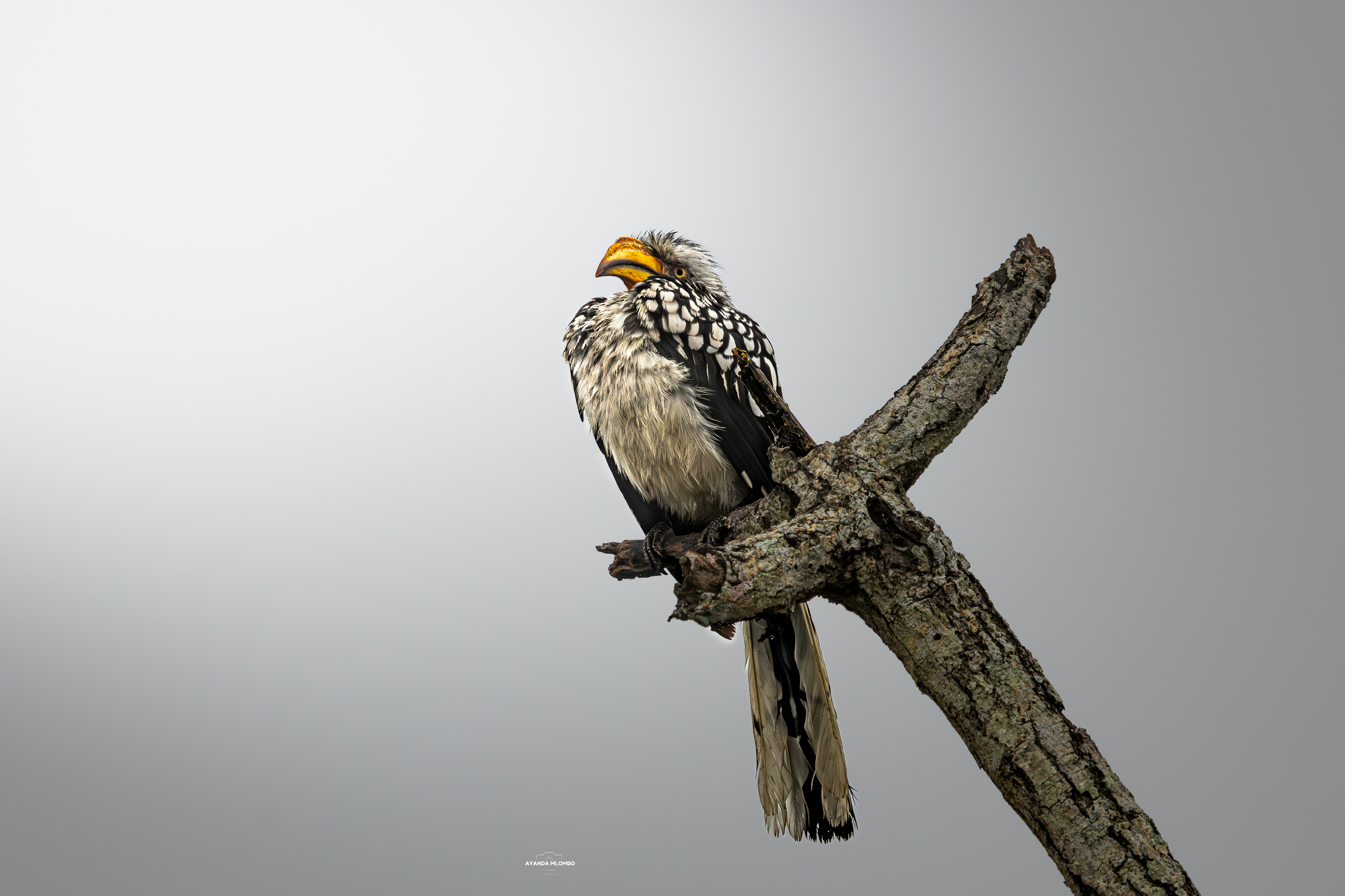 Yellow Bill Hornbill